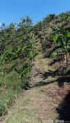 Finca La estrella (vereda la Elvira) - Finca en Belalcázar, Caldas